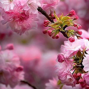 Meet your Posher, Adeeba